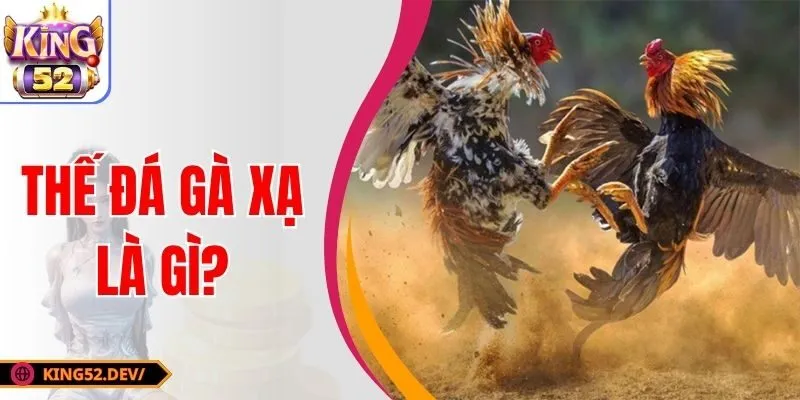 Thế Đá Gà Xạ Là Gì? Ưu Nhược Điểm & Cách Huấn Luyện