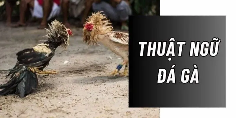Thuật Ngữ Trong Đá Gà Cập Nhật Đầy Đủ Mới Nhất 2025
